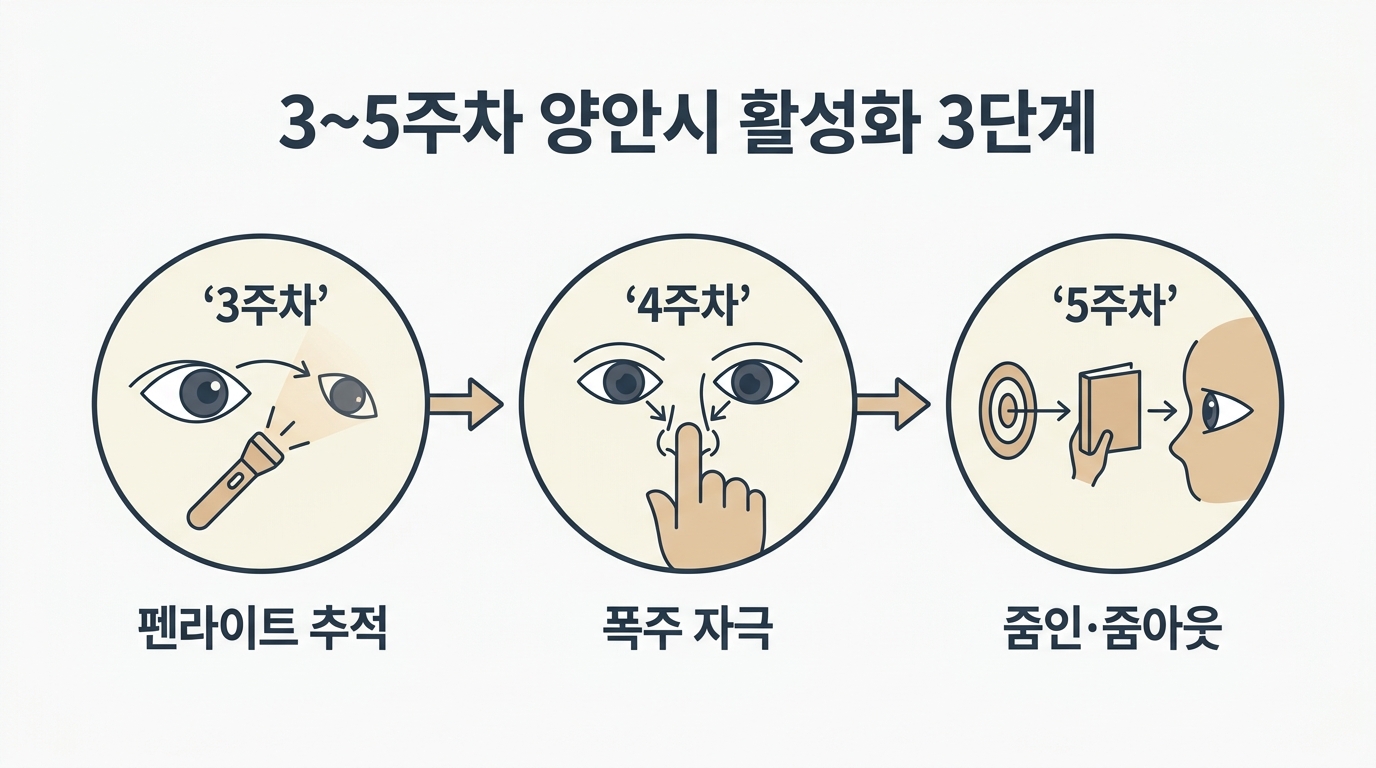 3~5주차 양안시 활성화 펜라이트 추적 폭주 자극 줌인 줌아웃 두 눈 통합 자극 단계별 흐름도 한글 라벨 인포그래픽
