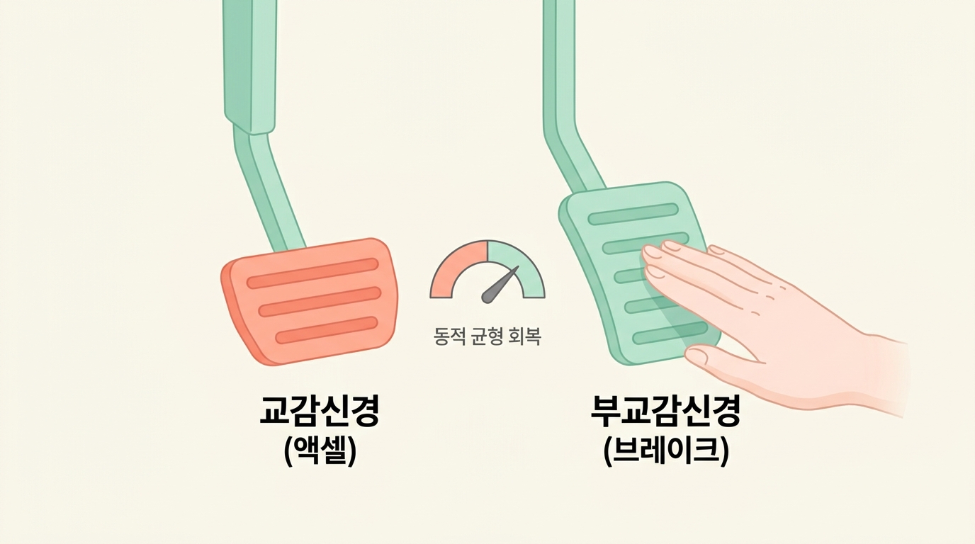 위협을 감지하는 교감신경과 안전을 감지하는 부교감신경의 균형을 부드러운 터치가 진정 쪽으로 미는 과정을 보여주는 자율신경 다이어그램