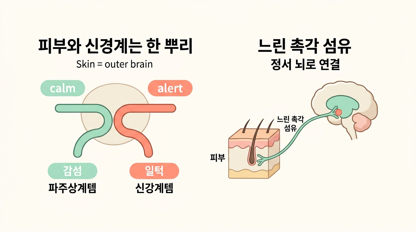 피부와 신경계가 같은 외배엽에서 함께 발생하는 과정과 느린 촉각 섬유가 정서 뇌로 연결되는 경로를 한글 라벨로 표현한 발생학 다이어그램