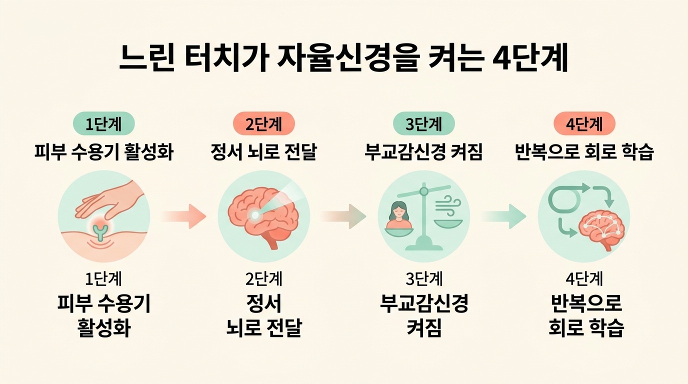 느린 터치가 피부 수용기 정서 뇌 부교감신경 반복 학습 순서로 자율신경을 진정시키는 4단계 플로우 차트 인포그래픽
