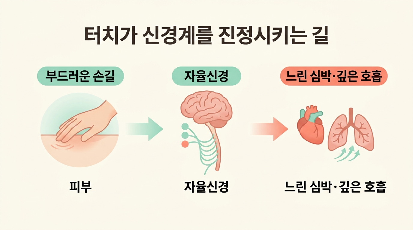 터치는 왜 아이 신경계를 진정시킬까 — 피부와 공동조절의 뇌과학