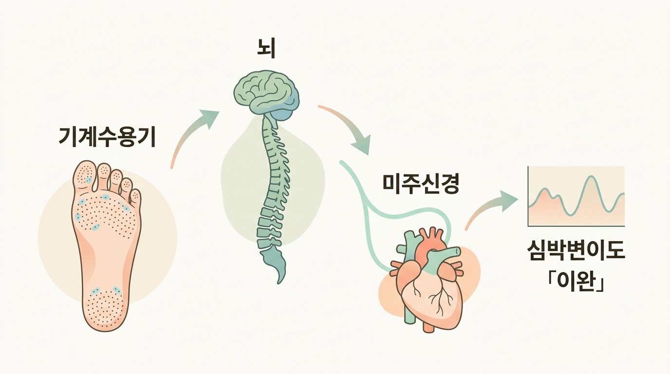 발바닥 기계수용기에서 미주신경을 거쳐 심박변이도까지 이어지는 감각 신호 경로를 정리한 다이어그램
