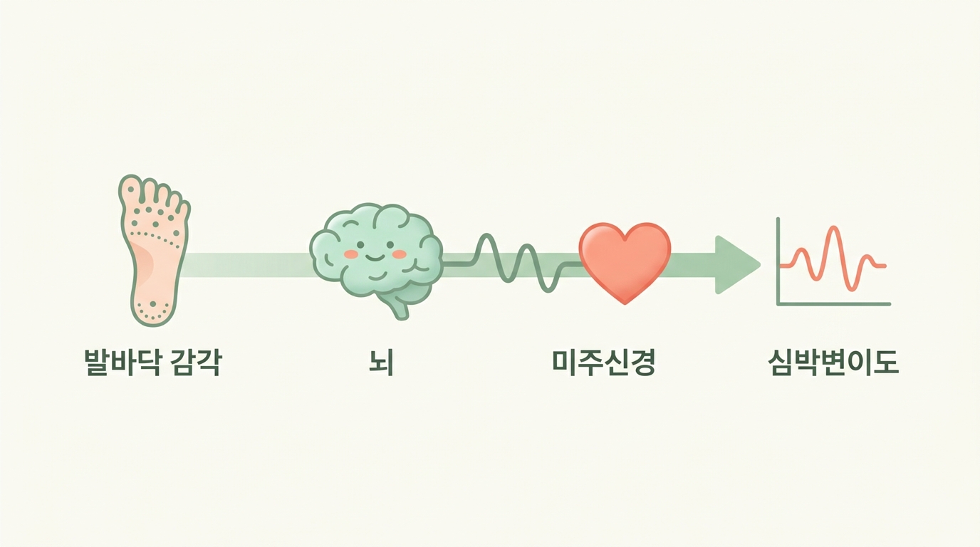 맨발 걷기와 어싱 효과, 어디까지 진짜일까 — 발바닥 감각의 과학과 근거를 정직하게 보는 법