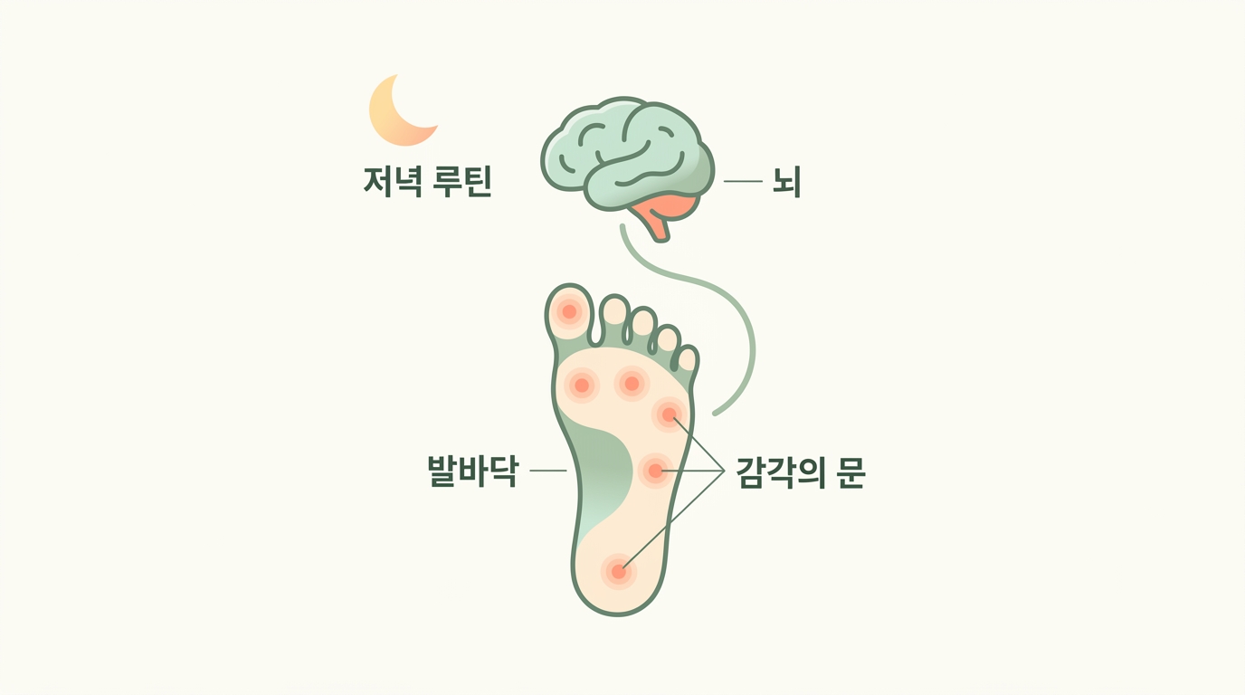집에서 오늘 저녁부터 하는 발바닥 자극 5단계 — 자율신경 리밸런싱 저녁 루틴 만들기 완벽 가이드