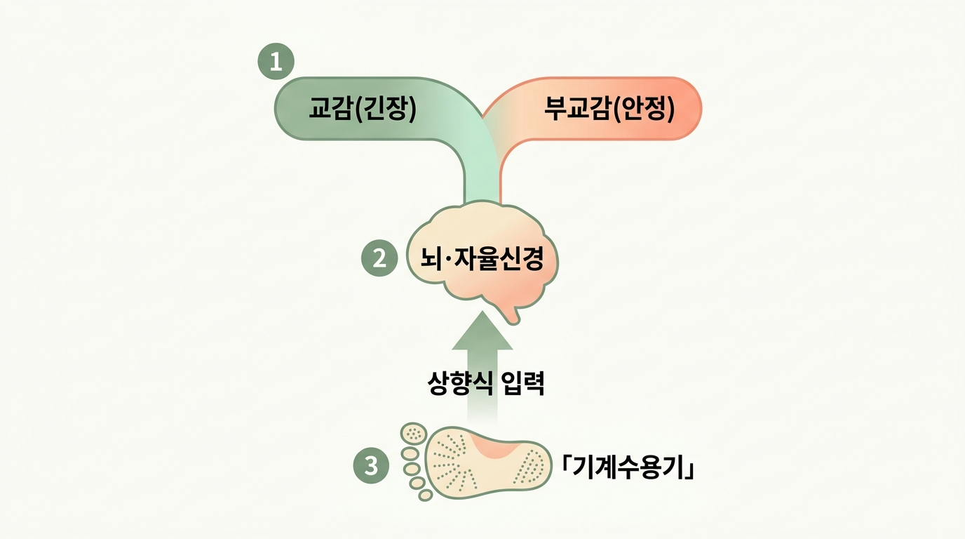 족저 기계수용기의 상향식 입력이 뇌를 거쳐 교감·부교감 자율신경으로 이어지는 경로 인포그래픽