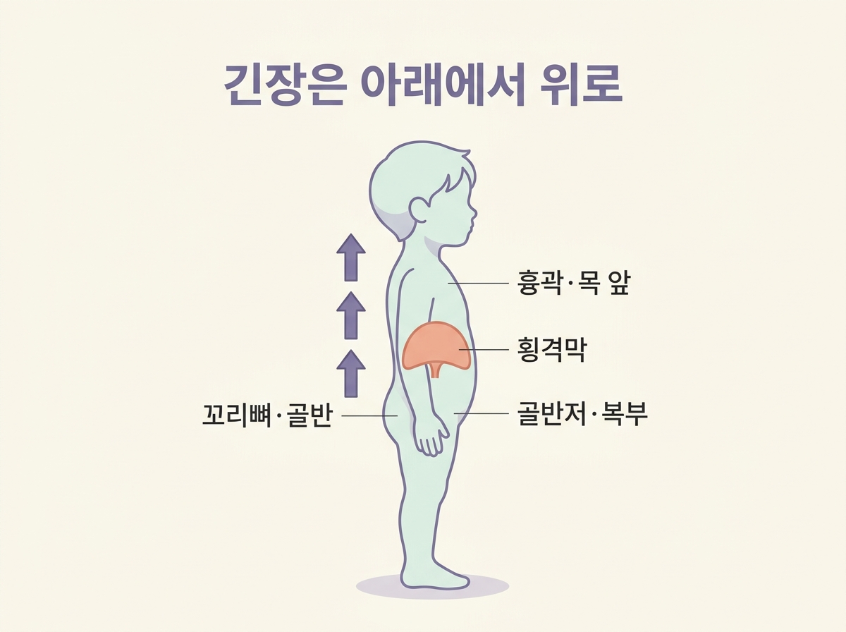 꼬리뼈 골반저 복부 횡격막에서 흉곽 목 앞으로 이어지는 긴장 연쇄와 횡격막 위치를 아래에서 위로 표시한 인포그래픽