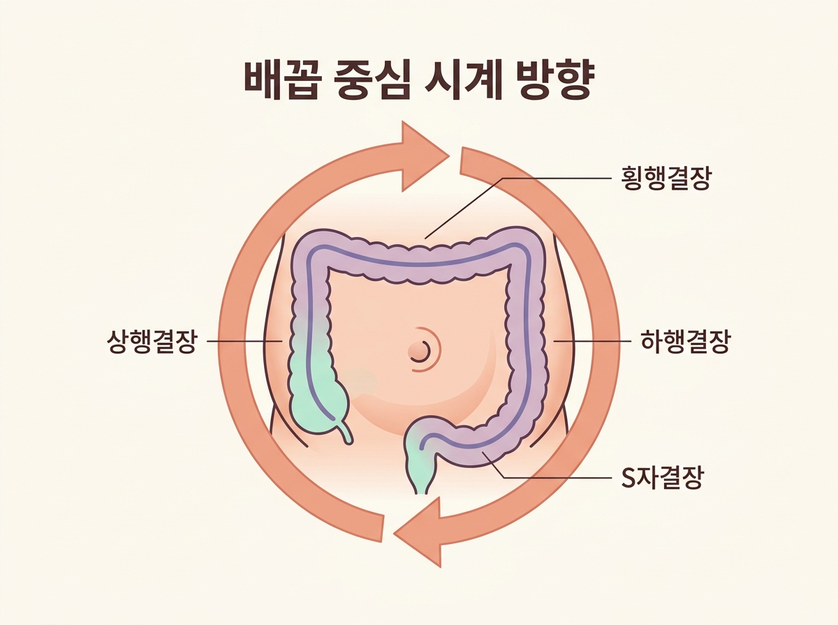 배꼽을 중심으로 상행 횡행 하행 S자결장을 따라 시계방향으로 도는 아이 복부 마사지 방향과 횡격막 위치를 표시한 다이어그램