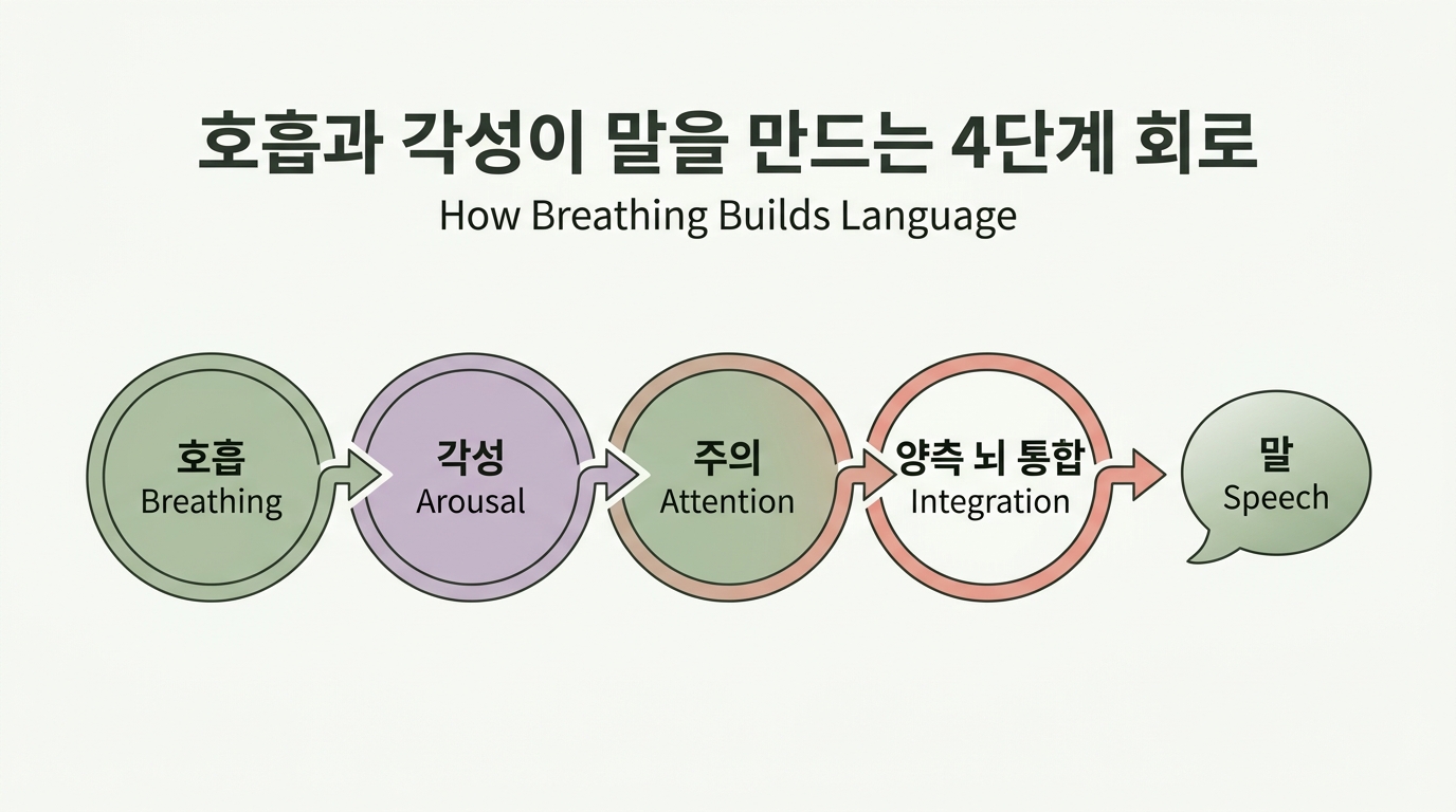 호흡과 각성이 말을 만든다 — 말 늦은 아이의 신경계 뇌과학 4가지 회복 메커니즘 풀이 가이드