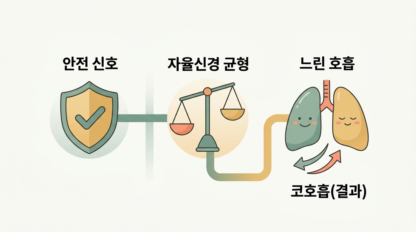 코가 아니라 신경계와 자율신경 상태가 입호흡과 코호흡을 결정하는 원리를 화살표로 연결한 인포그래픽