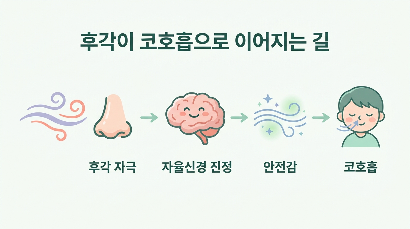 후각이 자율신경에 닿아 안전을 전달하고 코호흡으로 이어지는 신경계 경로를 그린 다이어그램