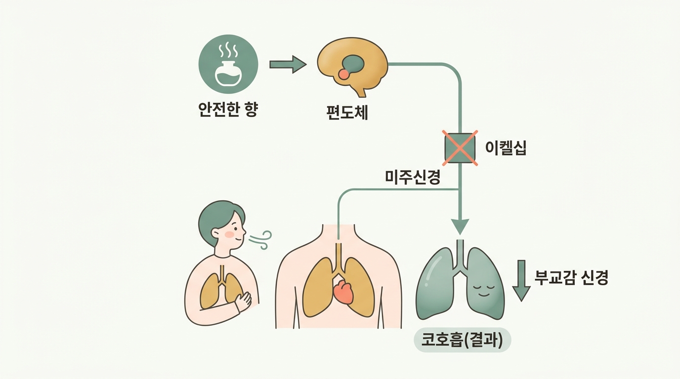 후각 신호가 시상을 우회해 편도체와 미주신경을 거쳐 부교감 신경을 켜는 경로를 화살표로 연결한 인포그래픽