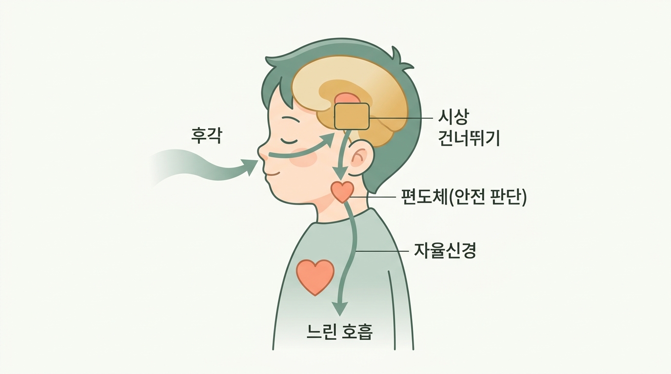 후각으로 아이 코호흡을 돕는 법, 향이 자율신경에 닿는 원리