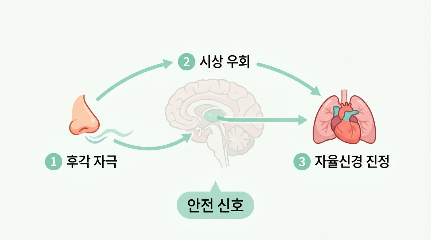 후각 자극이 시상을 우회해 자율신경에 닿아 안전 신호를 만드는 3단계 경로 인포그래픽