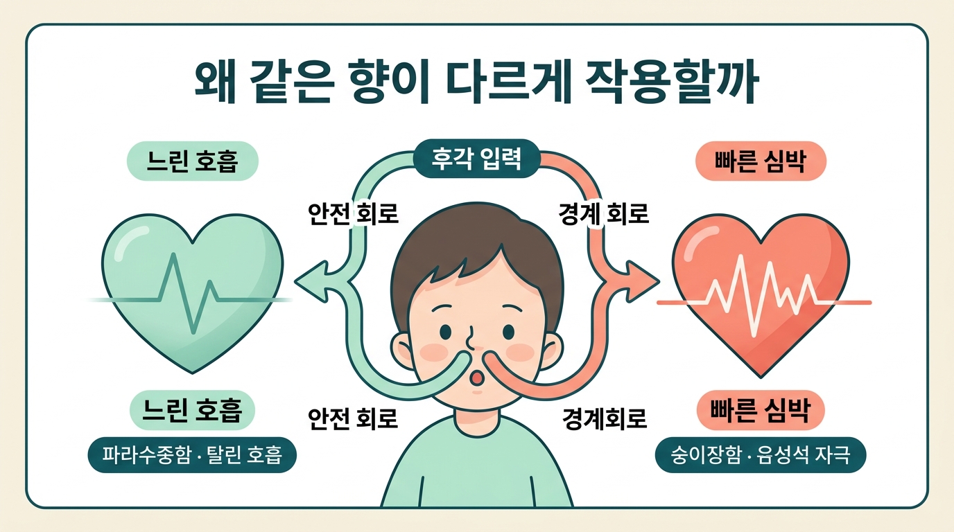 같은 후각 입력이 아이의 안전 회로와 경계 회로로 갈라져 느린 호흡 또는 빠른 심박으로 이어지는 과정을 보여주는 메커니즘 다이어그램