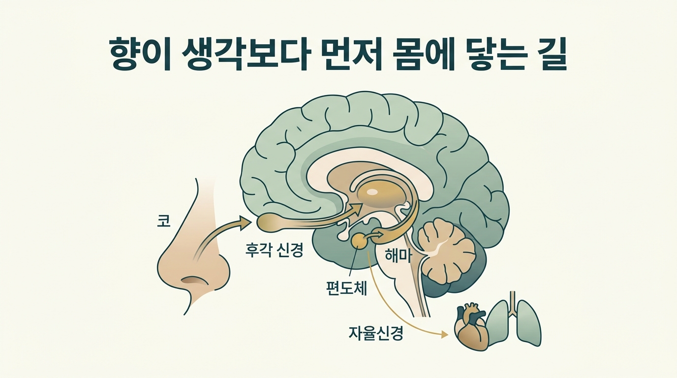코에서 후각 신경을 거쳐 시상을 건너뛰고 편도체와 해마, 자율신경에 직접 닿는 후각 경로를 그린 뇌 단면 다이어그램