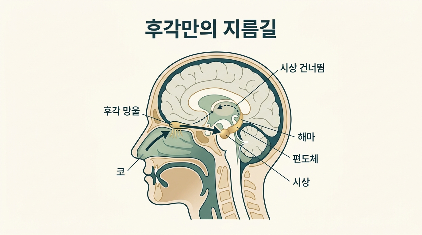 코에서 후각 망울을 거쳐 시상을 건너뛰고 편도체와 해마에 직접 닿는 후각 경로를 그린 뇌 단면 해부 다이어그램