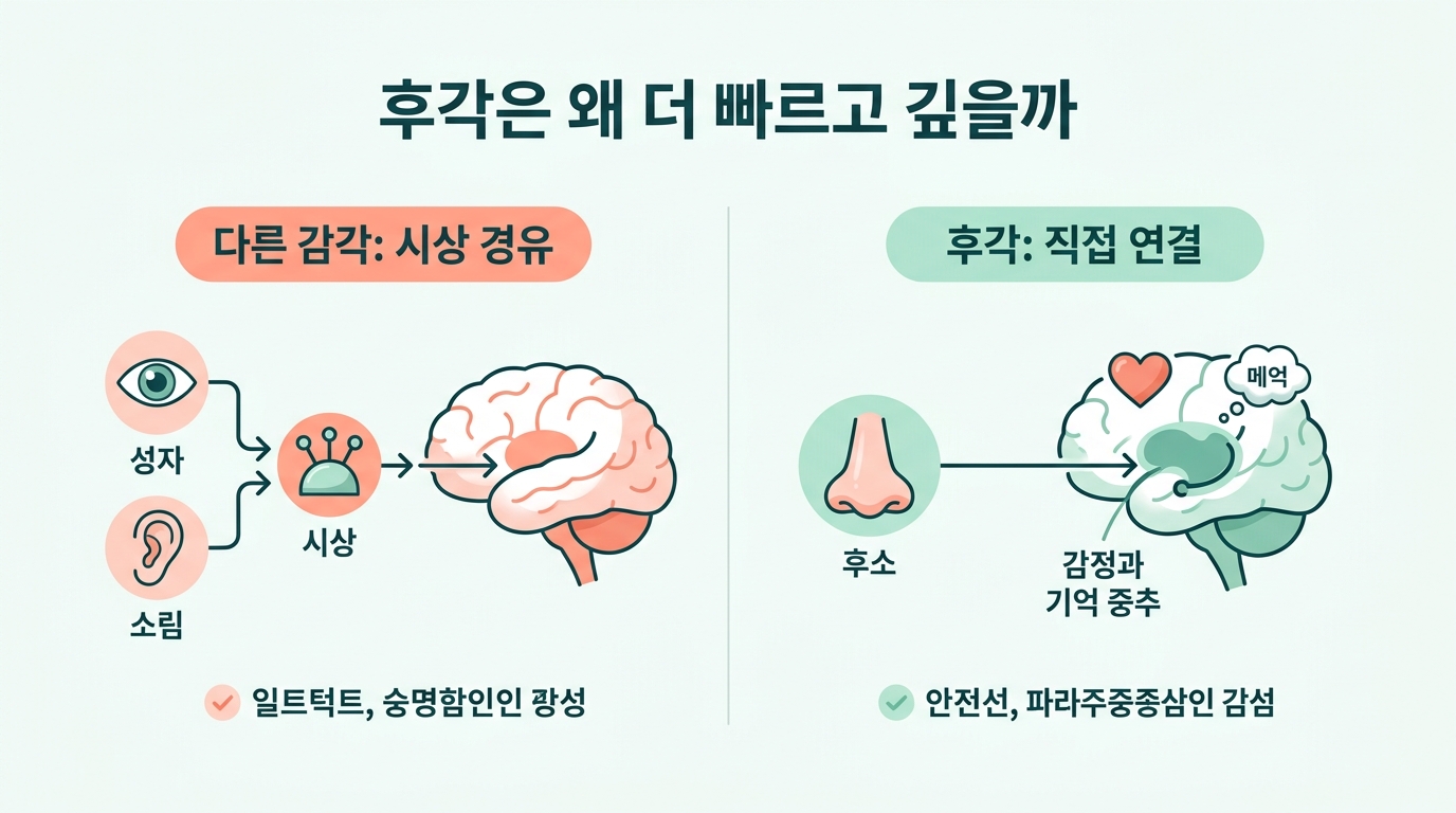 시각과 청각은 시상을 경유하고 후각만 감정 기억 영역에 직접 연결되는 차이를 좌우로 비교한 인포그래픽