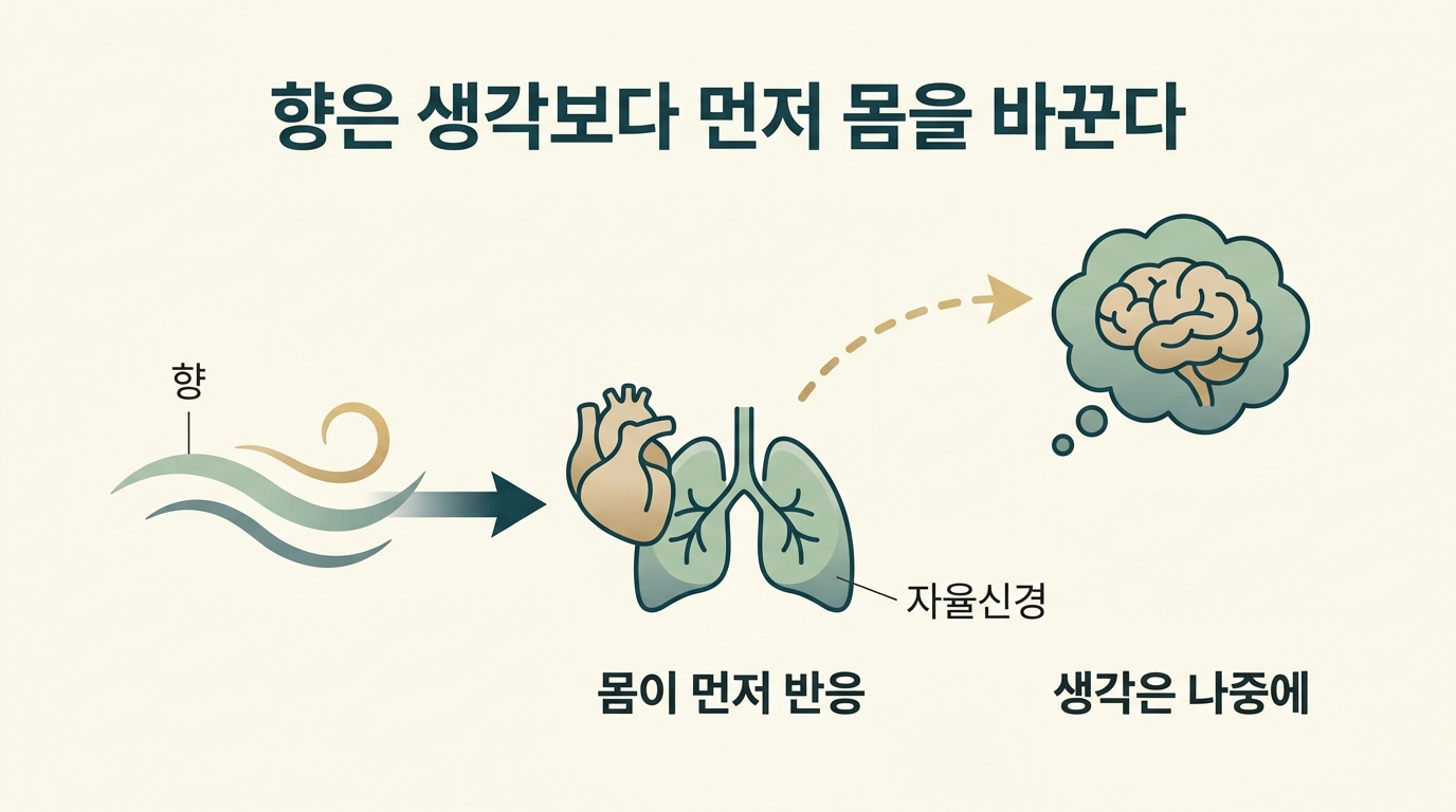 후각은 왜 생각보다 먼저 몸을 바꿀까 — 시상을 건너뛰는 향의 신경 경로