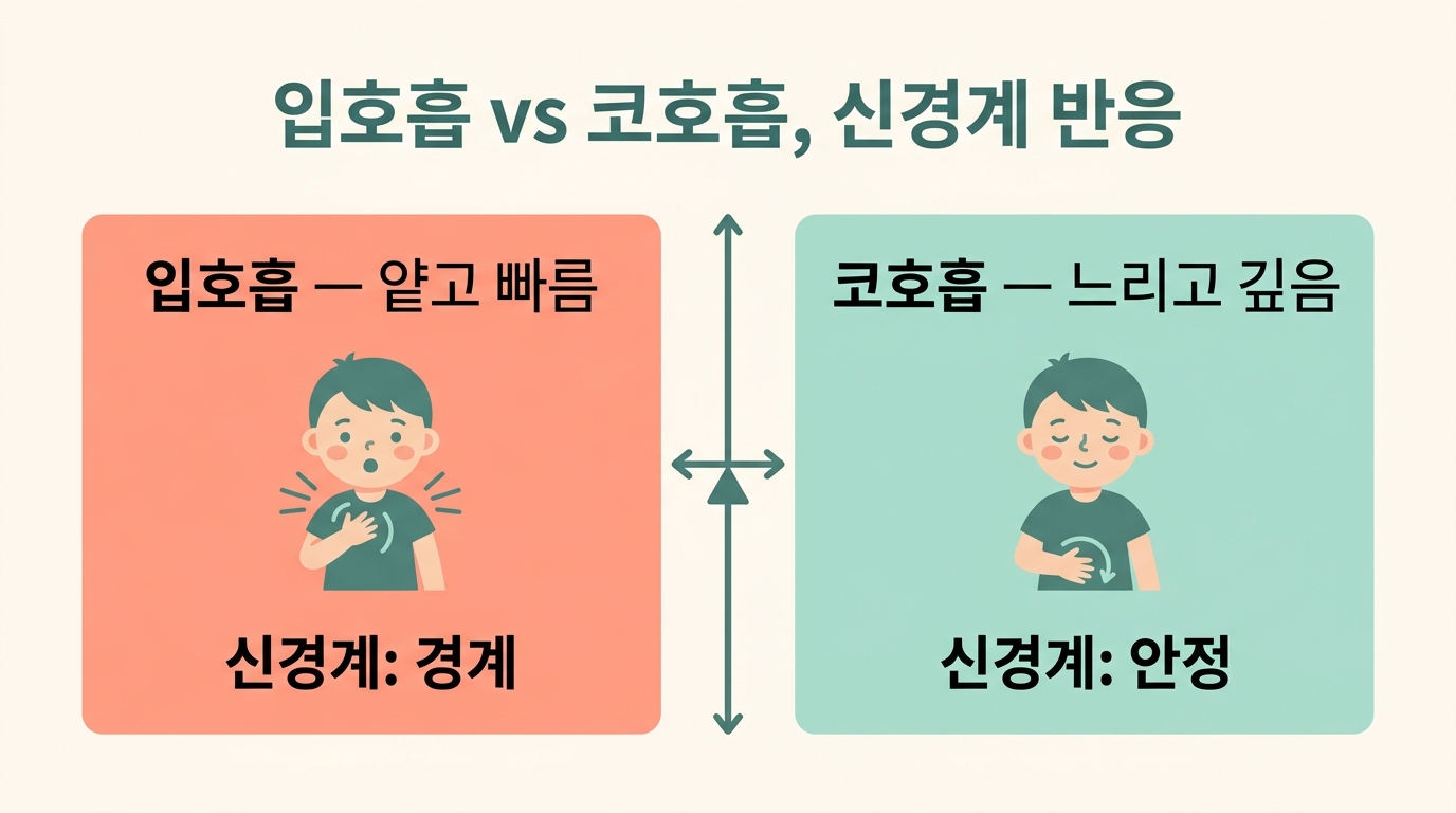 입으로 숨쉴 때와 코로 숨쉴 때 신경계 반응을 좌우로 나눠 비교한 분리불안 호흡 인포그래픽