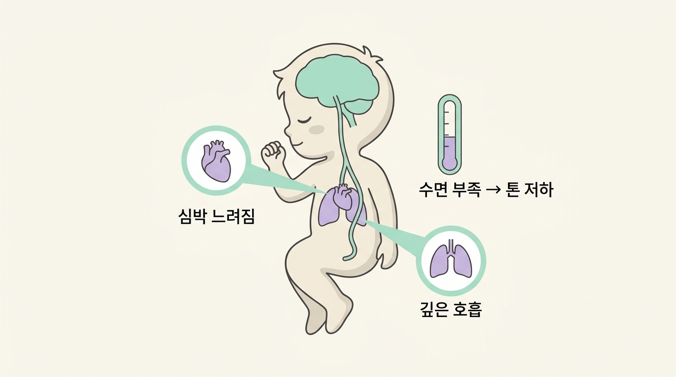 잠들 때 미주신경이 심박을 늦추고 수면 부족이 미주신경 톤을 떨어뜨리는 원리를 그린 인포그래픽