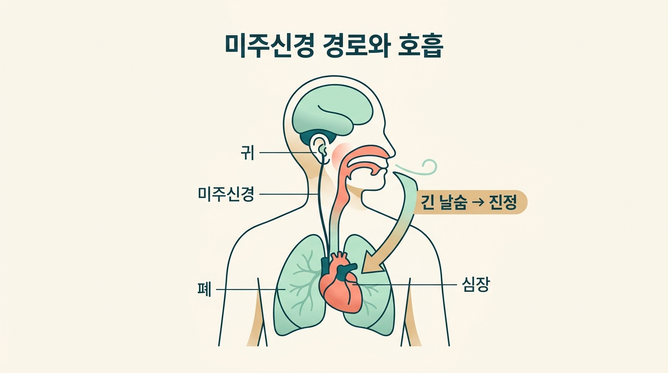 뇌에서 시작해 귀 얼굴 심장 폐로 이어지는 미주신경 경로와 느린 날숨이 진정을 만드는 원리를 그린 다이어그램