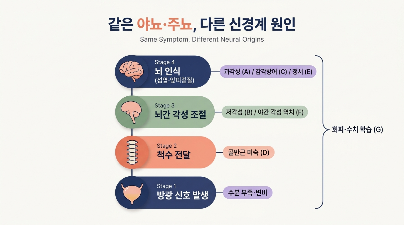 같은 야뇨 주뇨 증상이지만 다른 신경계 원인 단계 비교 다이어그램