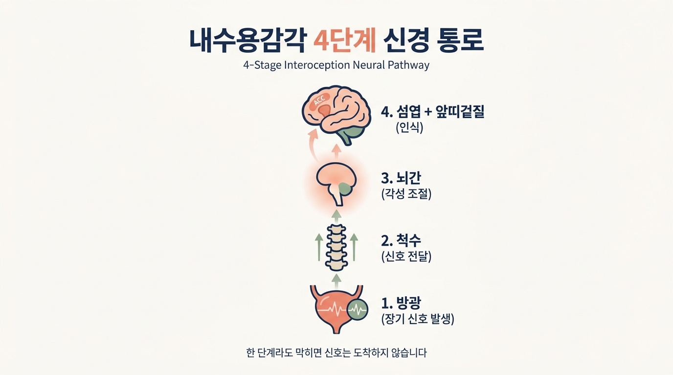 내수용감각 8번째 감각의 4단계 신경 통로 방광 척수 뇌간 섬엽 앞띠겉질 다이어그램